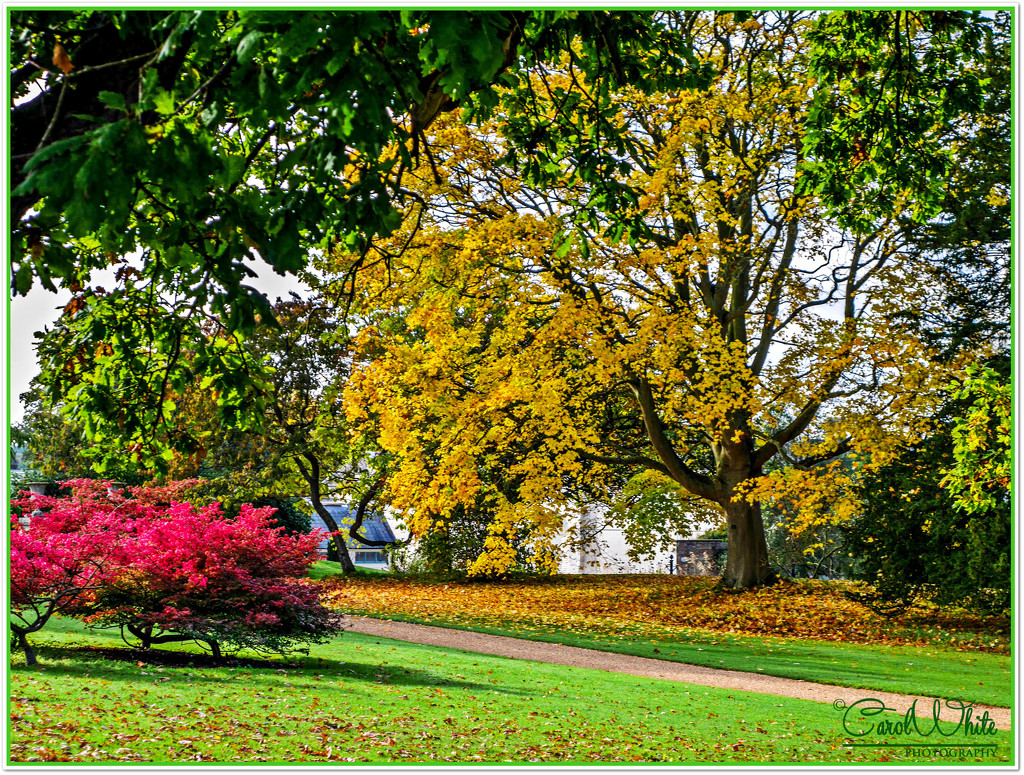 Colours Of Autumn by carolmw