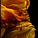 Late night and the roses suddenly look tired. by jokristina