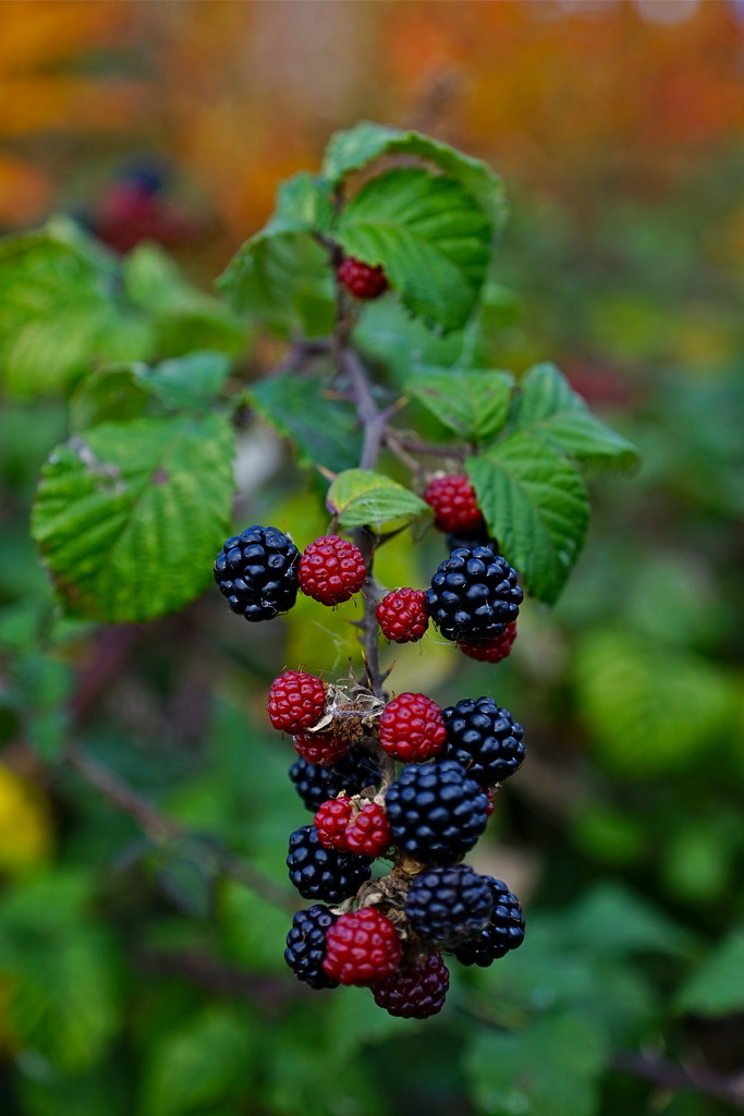 AUTUMN BERRIES by markp
