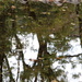 reflective pond by callymazoo