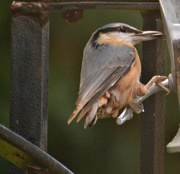 24th Oct 2015 - Nuthatch?
