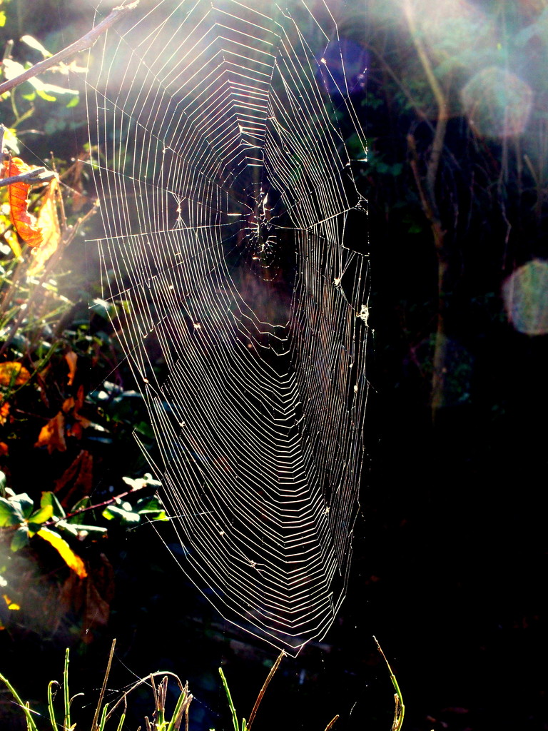 Web, no spider. by laroque