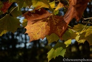 20th Oct 2015 - Fall leaves 2