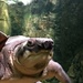 It's Peppa the Turtle! by bizziebeeme