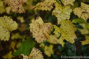 21st Oct 2015 - Fall leaves 3