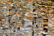 24th Oct 2015 - Leaves, Reflections