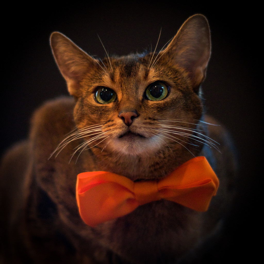 Cat girl in and orange bowtie by berelaxed