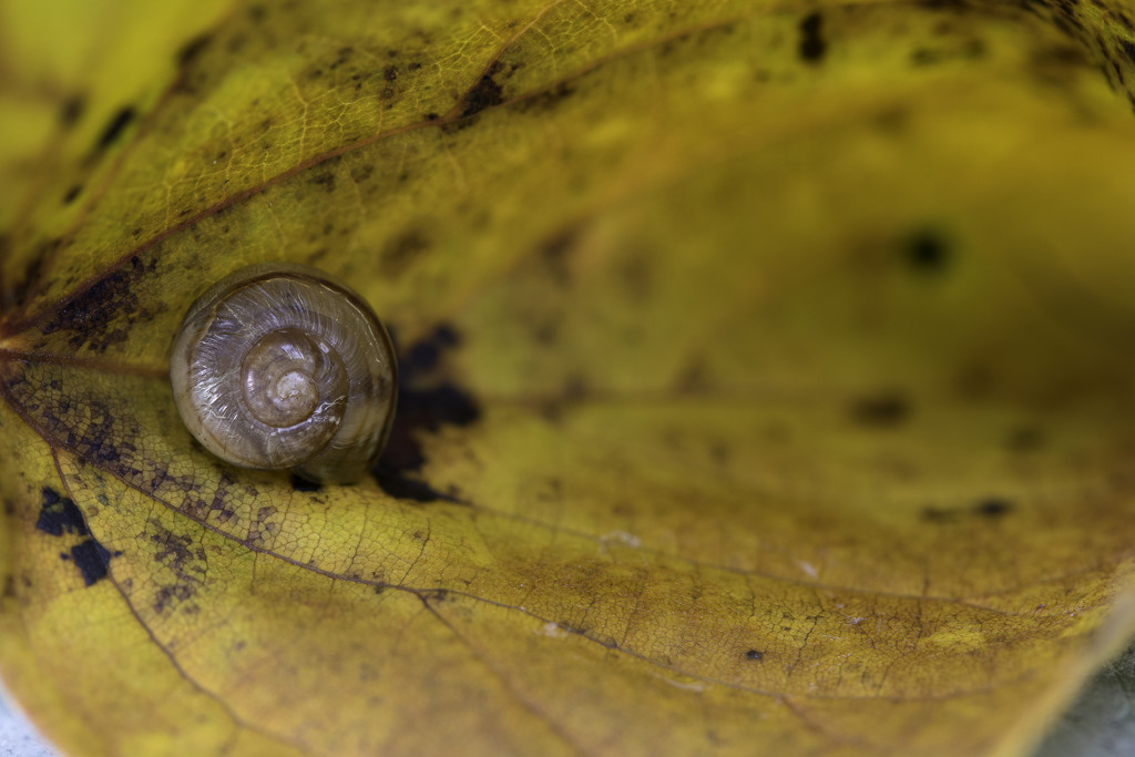 Snail on Autumn Leaf by leonbuys83