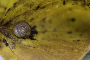 24th Oct 2015 - Snail on Autumn Leaf