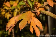 22nd Oct 2015 - Fall leaves 4