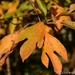Fall leaves 4 by thewatersphotos