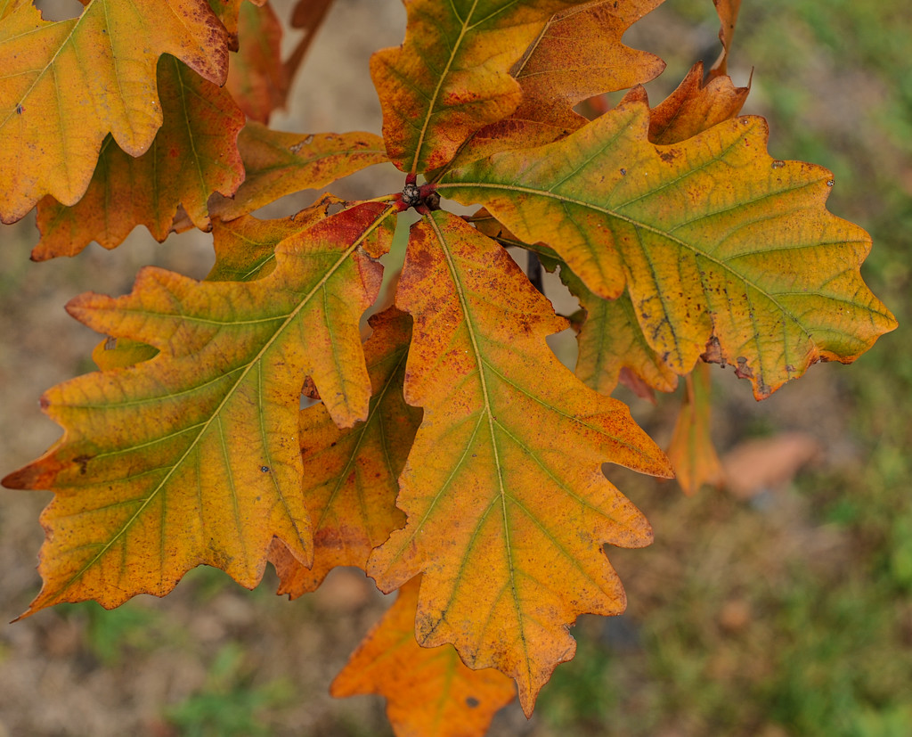 Colors of Autumn 9 by loweygrace