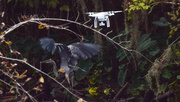 24th Oct 2015 - Heron and Drone