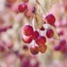 Fruits of Fall by lynnz