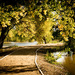 Fall Path by ckwiseman