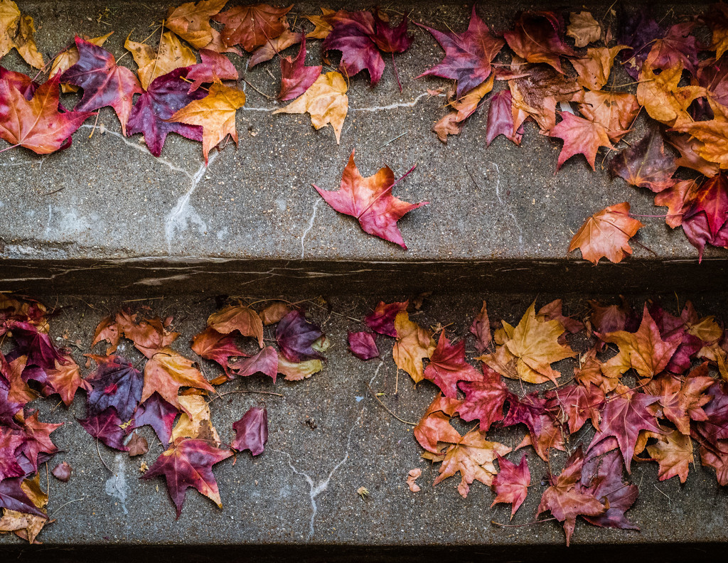 Leaves on the Stairs by rosiekerr