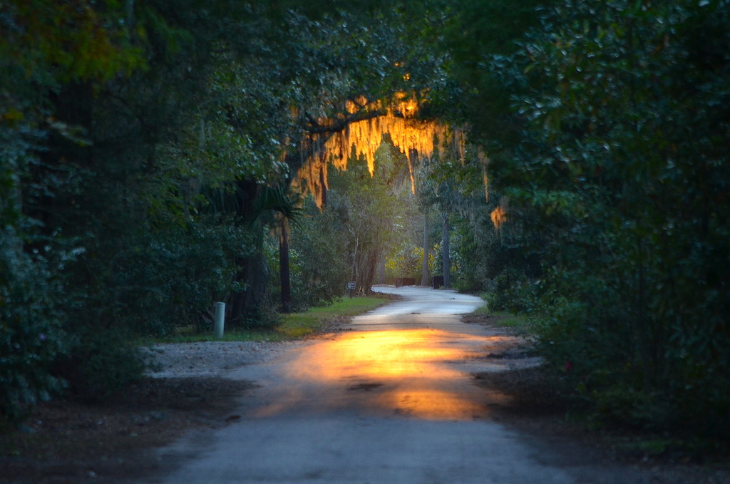 End of the day, Magnolia Gardens by congaree