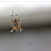 Spider by jamibann