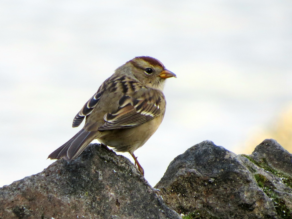 Another Sparrow Variety by seattlite