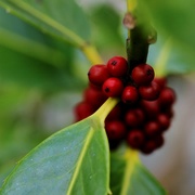 24th Oct 2015 - Holly Berries