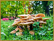 25th Oct 2015 - Fungi