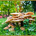 Fungi by carolmw