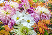 25th Oct 2015 - Garden Blooms