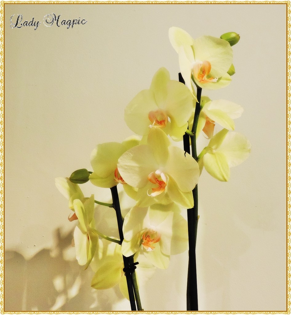 My Birthday Orchid by ladymagpie