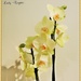 My Birthday Orchid by ladymagpie