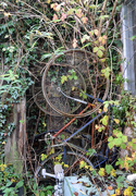 25th Oct 2015 - Derelict Bicycles