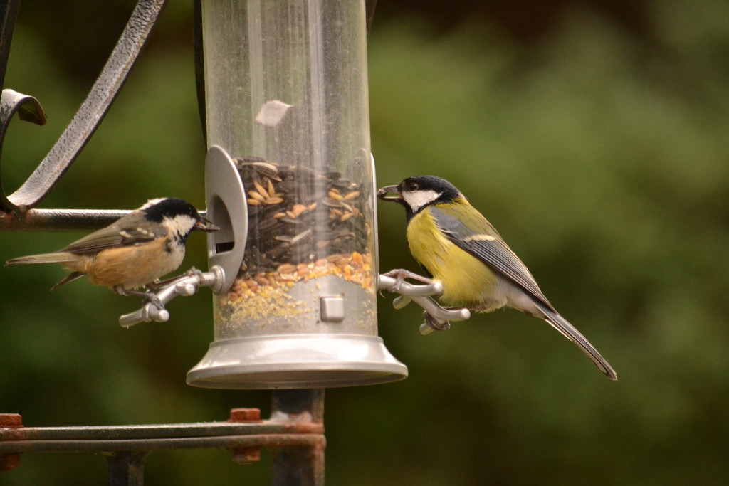 Coal Tit and Great Tit by ziggy77