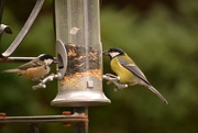 25th Oct 2015 - Coal Tit and Great Tit