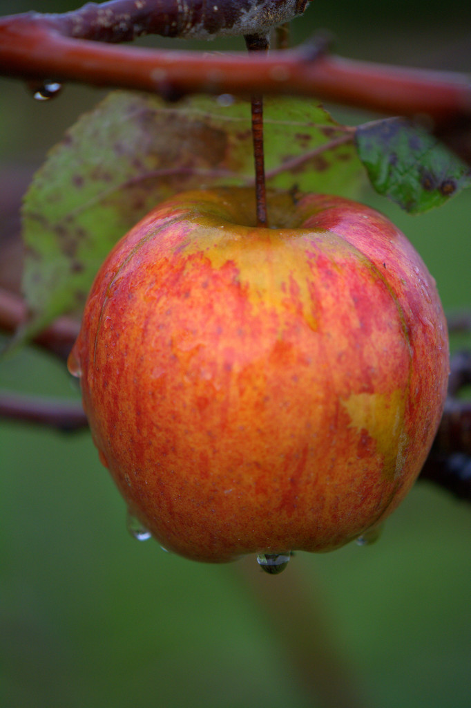 Rainy Day Apple by jayberg