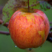 Rainy Day Apple by jayberg
