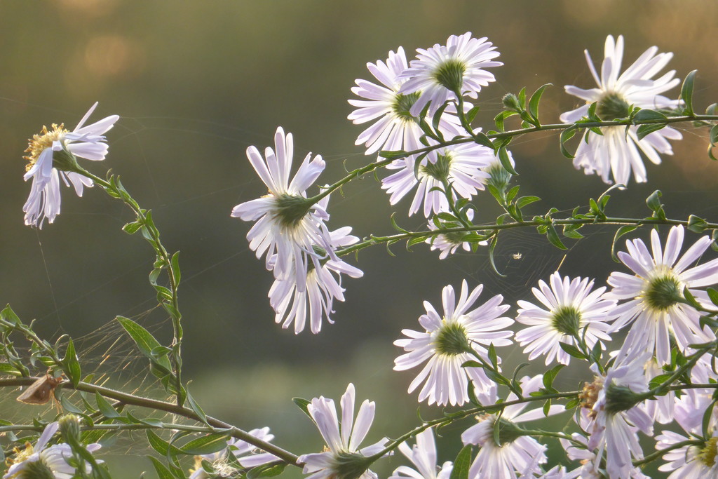 Daisies at dusk by helenhall
