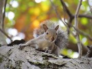 22nd Oct 2015 - Getty the Squirrel