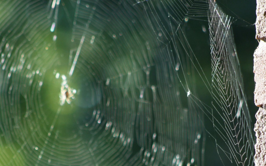 Two spider webs by bruni