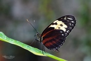 24th Oct 2015 - Butterflies in the Garden
