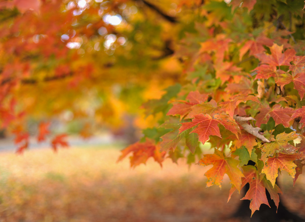 Colors of Autumn 10 by loweygrace