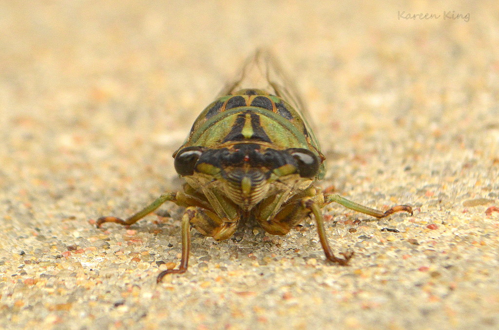 Cicada by kareenking