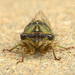 Cicada by kareenking