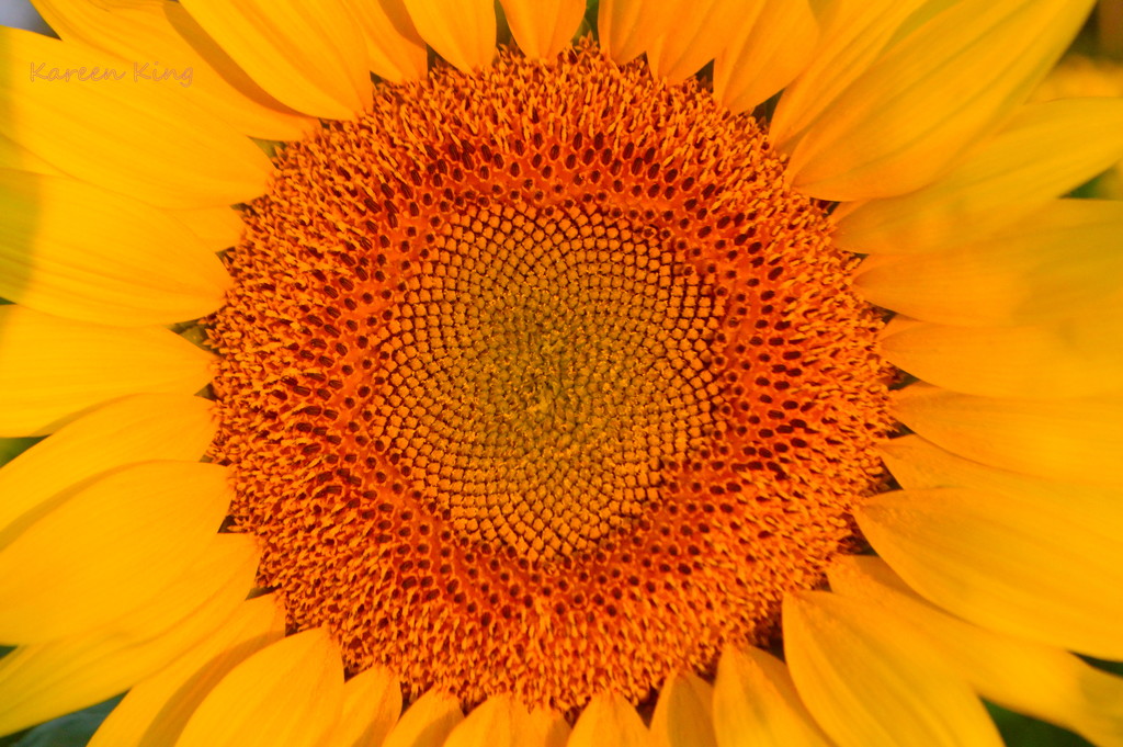 Sunflower Head by kareenking