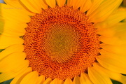 25th Aug 2015 - Sunflower Head