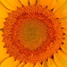 Sunflower Head by kareenking