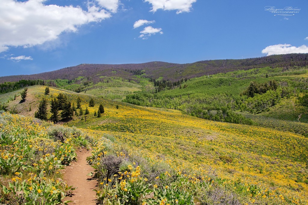 Hiking in Colorado by lynne5477