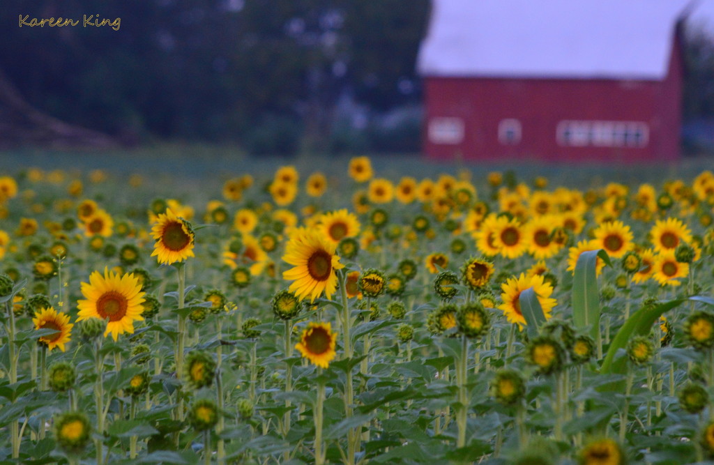 Red Barn and Sunflower Patch by kareenking