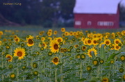 22nd Aug 2015 - Red Barn and Sunflower Patch
