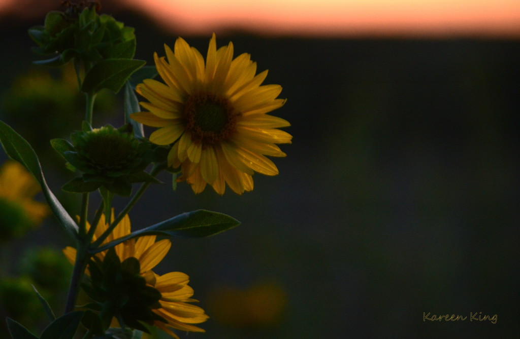 Sunflower at Dusk on the FHNT by kareenking