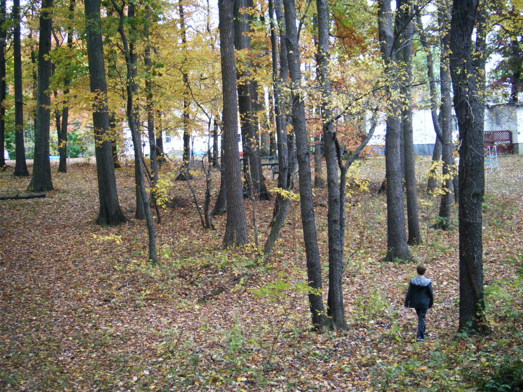 Walking in the Woods by julie