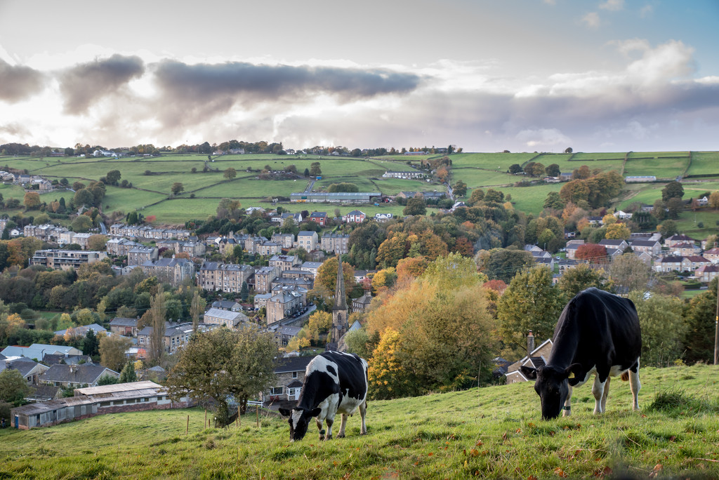 Rishworth Below - Cows Above! by vignouse